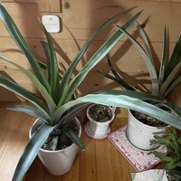 パイナップル,花のある暮らし,我が家のお花,花好きの画像