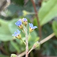 キュウリグサ,キュウリグサ,小さな花,お散歩,野に咲く花の画像
