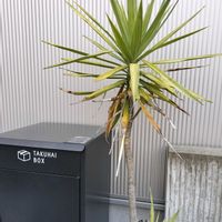 ユッカ,ユッカ,トックリラン,トックリラン,コルディリネの画像