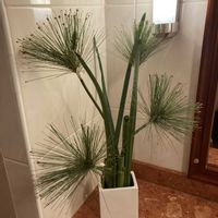 グロリオーサ,ヒヤシンス,ヒヤシンス,ユッカ,ユッカの画像