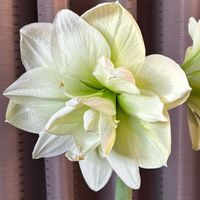 アマリリス,八重咲きアマリリス,アマリリス(マリリン),成長記録,室内管理の画像