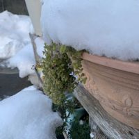 アボカド,南天,リトルミッシー,アメジストセージ,サルビア・レウカンサの画像