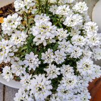 イベリス,綺麗〜❤️,玄関前,可愛い❤,長く咲くの画像