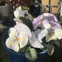 シラー,パンジー,シラー シベリカ,パンジー ジョリーアンジュ,ブルー系の画像