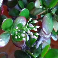 金のなる木,カネノナルキ(金のなる木),カネノナルキ(金のなる木),わが家のお花達,花のある暮らしの画像