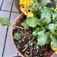 ミセバヤ,多肉植物,観葉植物,花のある暮らし,植物のある暮らしの画像