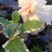 パイナップルミント,パイナップルミント,ハーブ,地植え,カラーリーフの画像