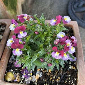 花が好き,無農薬❤家庭菜園,野菜が好きの画像