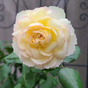 バラ　癌腫,バラ 鉢植え,バラのある暮らし,寒い朝,ばら バラ 薔薇の画像