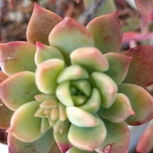 多肉植物,花芽,ベランダガーデン,癒し,ヒヨドリの画像