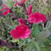 チェリーセージの画像