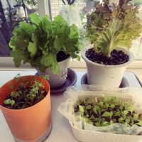 サニーレタス,家庭菜園,リビング・ダイニングの画像