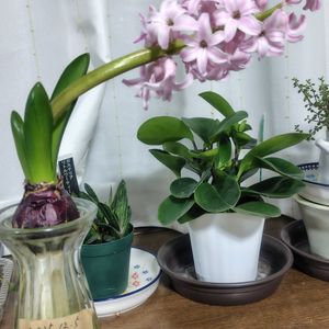 ヒヤシンス,ヒヤシンス,水耕栽培,花のある暮らし,優しい時間の画像