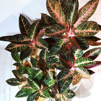 アグラオネマ,アグラオネマ プライドオブスマトラ,観葉植物,アグラオネマ属,植中毒の画像