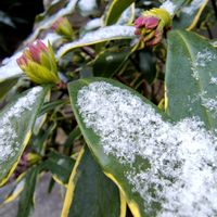 ジンチョウゲ,スイセン,レモン,花のある暮らし,寒い朝の画像