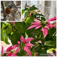 プリンセチア,ジョウビタキ♂,プリンセチア スノーピンク,今年の我が家のプリンセチアの画像