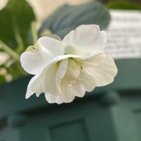 ローズマリー,ローズマリー,水仙,パルマすみれ スワンリーホワイト,パルマすみれ スワンリーホワイトの画像