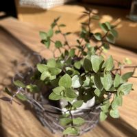 カリシアの画像