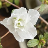 アザレア,白い花,頂き物,ズボラガーデナー,金曜日の蕾たちの画像