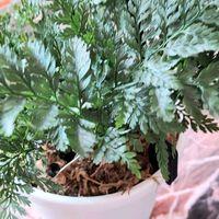 トキワシノブ,シノブ,シノブ,シノブ,シノブの画像