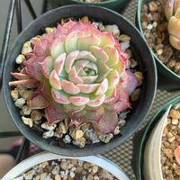 オリビア,ピンクルビー,マカダミア,メキシカン スノーボール,ベランダ多肉の画像