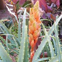 キダチアロエ,多肉植物,花言葉,つぼみに魅せられて,金曜日の蕾たちの画像