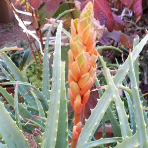 キダチアロエ,多肉植物,花言葉,つぼみに魅せられて,金曜日の蕾たちの画像