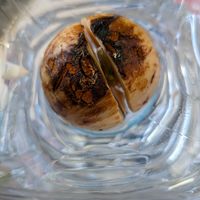 アボカド,アボカド栽培,花のある暮らし,癒される♡,花と緑のある暮らしの画像