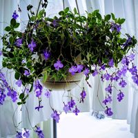 ストレプトカーパス,ストレプトカーパス,ストレプトカーパス・サクソルム,花のある暮らし,イワタバコ科の画像