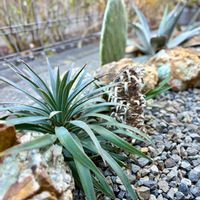 サボテン,ストレリチア,ユッカ,アガベ,ウチワサボテンの画像