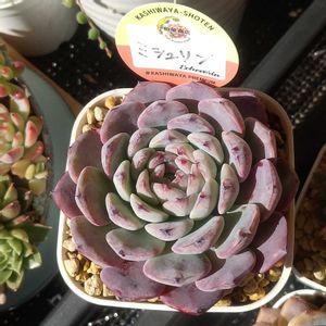 沙羅姫牡丹,ミシュリン,軒下の画像