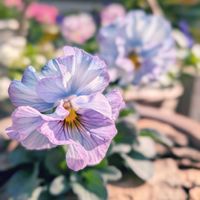 ハナミズキ,パンジー,パンジー,パンジー,凍ったミカンの画像