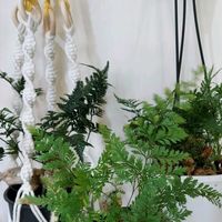 トキワシノブ,トキワシノブ,トキワシノブ,シノブ,シノブの画像