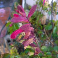 セージ,サルビア チェリーセンセーション,サルビア チェリーセンセーション,サルビア・チェリーセンセーション,ハーブの画像