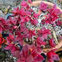 放置栽培,チーム愛知,チーム宮崎,庭の画像