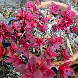 放置栽培,チーム愛知,チーム宮崎,庭の画像