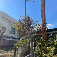 クロガネモチの画像