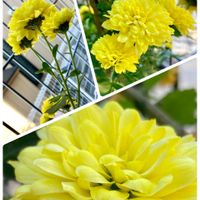 カーネーション,キク,セダム,紅葉,金のなる木の画像