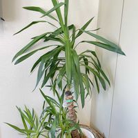 シェフレラ,マリーゴールド,ユッカ,カポック,ユッカエレファンティペスの画像