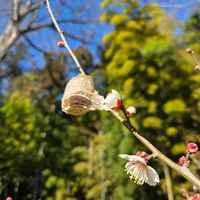 ウメ,クリスマスローズ,絹さや,ほうれん草,梅の枝の画像