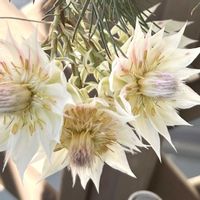 セルリア,セルリア ブラッシングブライド,セルリア ブラッシングブライドの画像