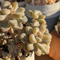 だるま秀麗,多肉植物,多肉植物の紅葉,グラプト系の画像