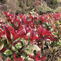 レッドロビン,ベニカナメモチ(レッドロビン),お出かけ先の画像