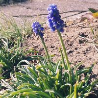 ムスカリ,2026百花魁の画像