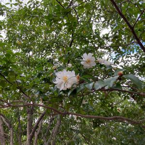 ナツツバキの画像