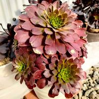 黒法師,月下美人,センポニウム  シエナ,多肉植物,緑のある暮らしの画像