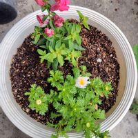 キンギョソウ,ジャガイモ,ノースポールの画像