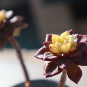 マジックゴールド,マジックゴールド,多肉植物,多肉初心者,癒されるの画像