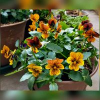 クロッカス,チューリップ,ムスカリ,パンジー,ビオラ タイガーアイの画像