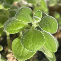 アロマティカス,アロマティカスの森(*ˊ˘ˋ*)｡♪:*°の画像